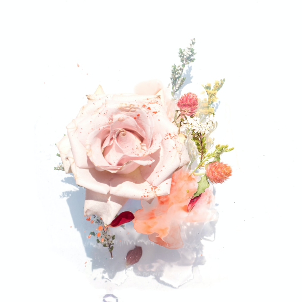 pink roses illustration