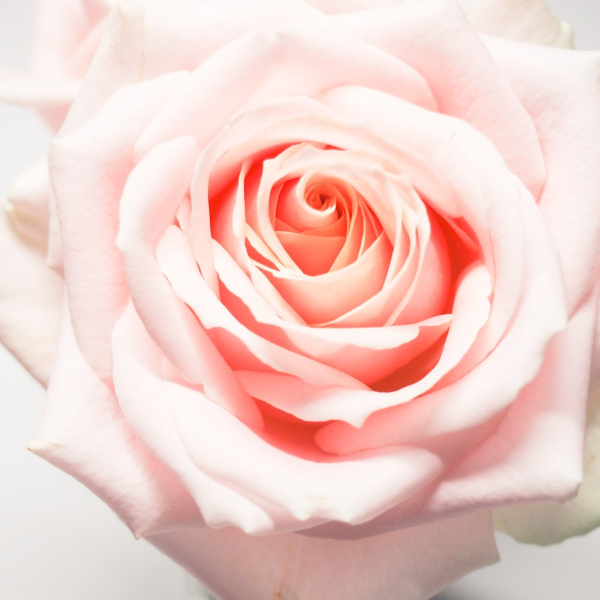 close up photography of pink rose flower
